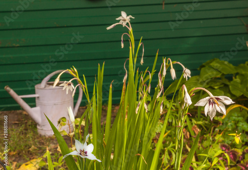 Acidanthera or Abyssinian Sword Lily after flowering in the garden photo