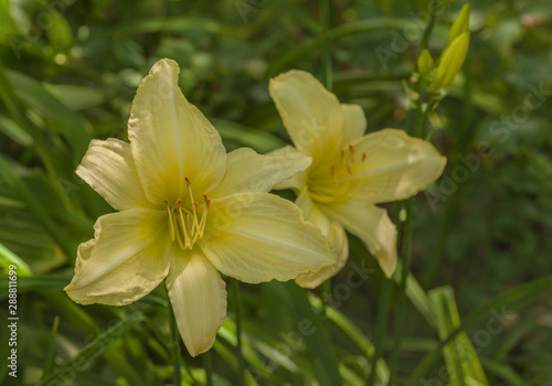 Blooming almost white daylily in the garden background.