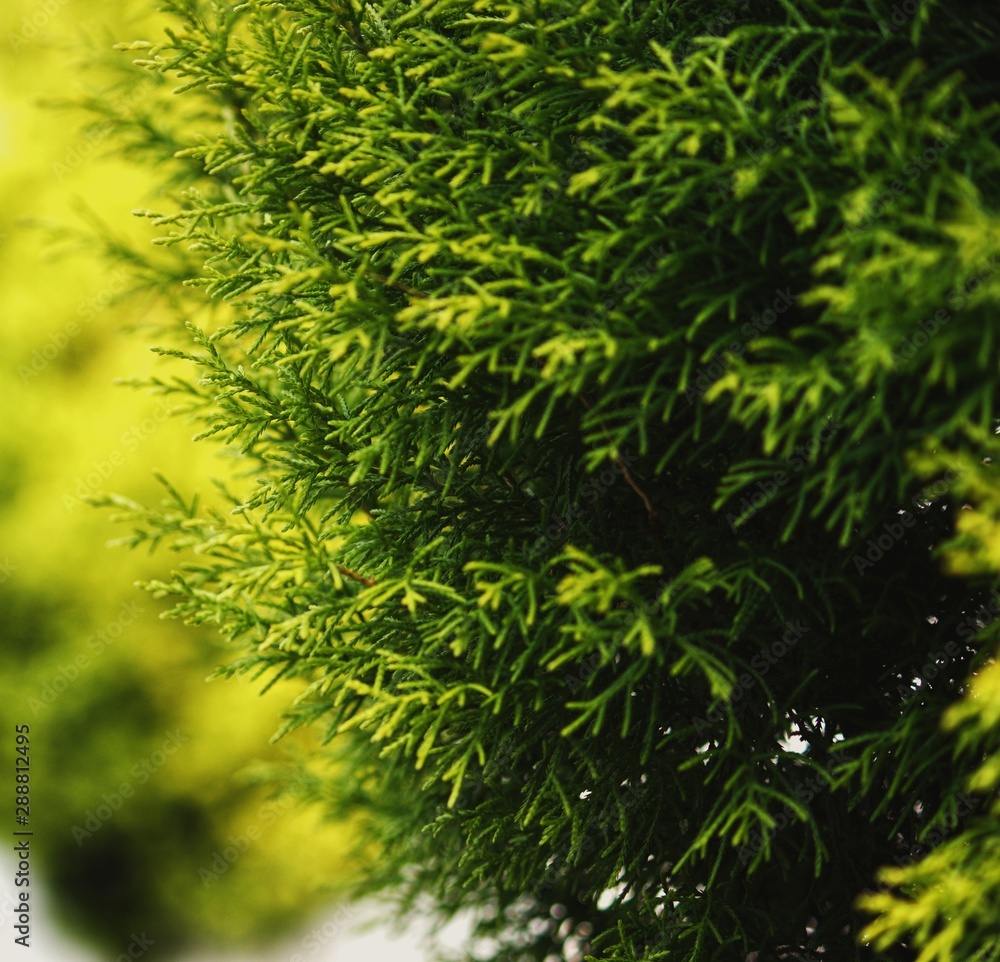 background of green leaves