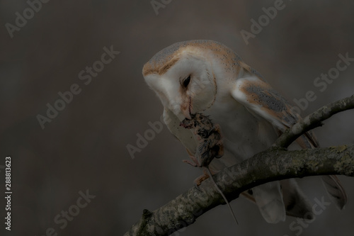 Barn owl (Tyto alba) with a mouse prey sitting on a branch. Bokeh background. Noord Brabant in the Netherlands. Writing space.