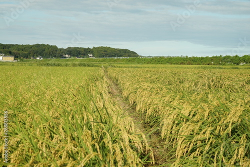 田園風景