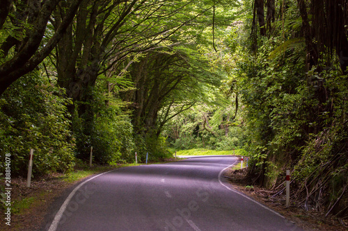 Highway through the lush rain forest in Fiordland New Zealand