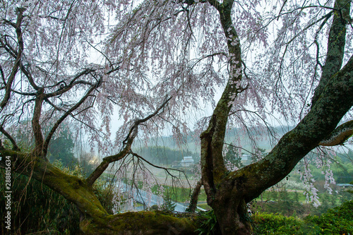 満開の桜の古木と朝靄