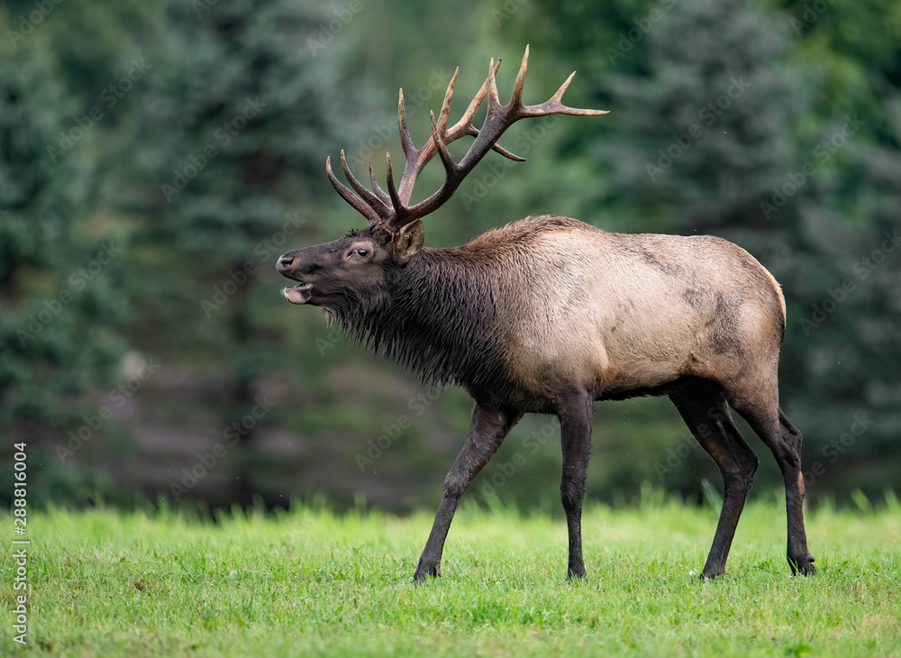 Obraz premium Bull Elk 