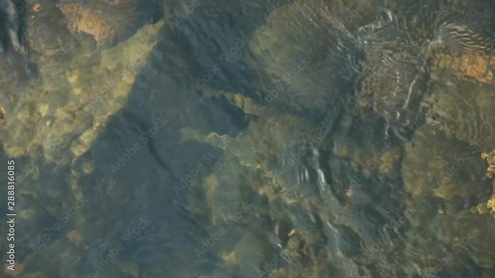 Group of big sea run brown trouts standing still inside a pool in the river. South west in Norway. Group of big sea run brown trouts standing still inside a pool in the river. South west in Norway.