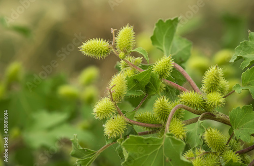 Green prickly plant on a blurred nature background, close-up