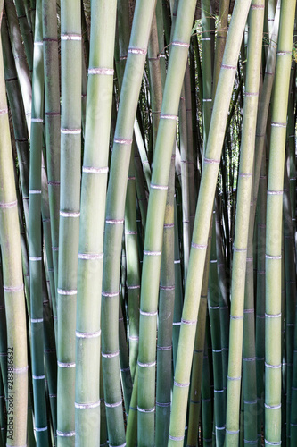 Bambous à la bambouseraie d'Anduze, Gard, France