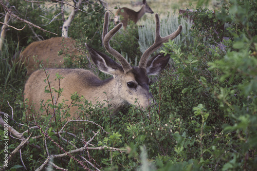 deer in the forest