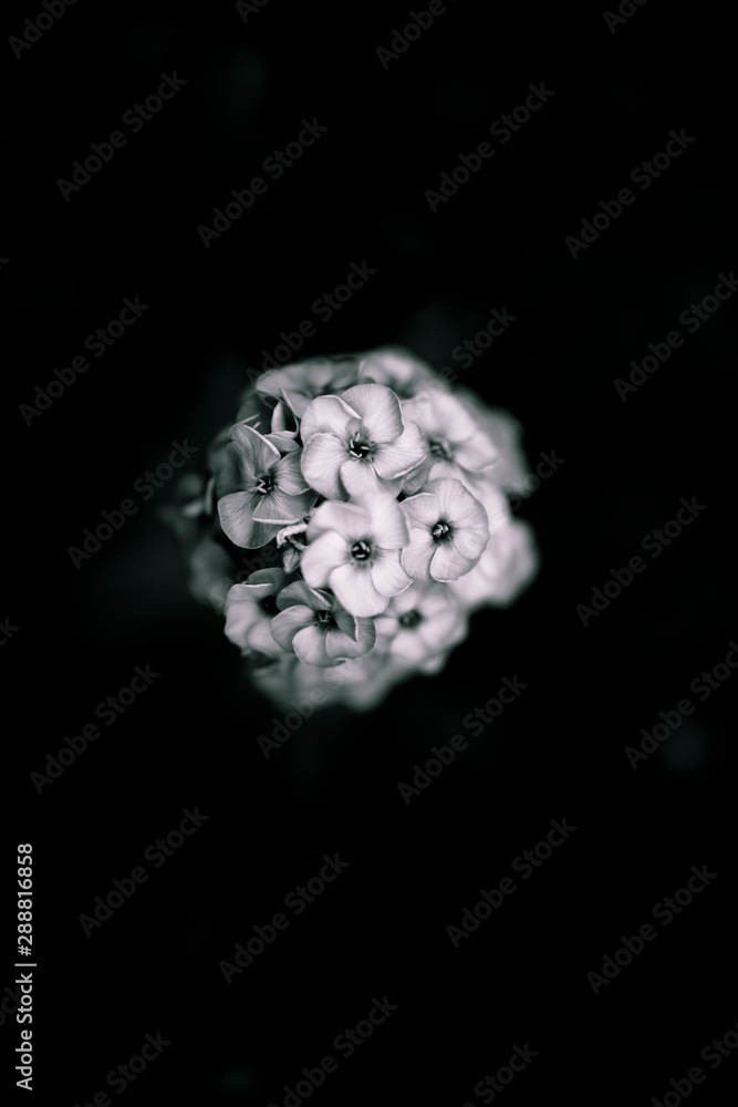 Black and white flower Black and white flower