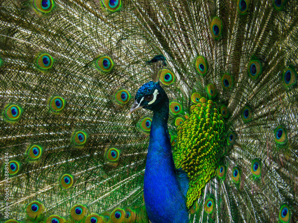 Fototapeta premium Beautiful peacock dissolved the tail closeup. 