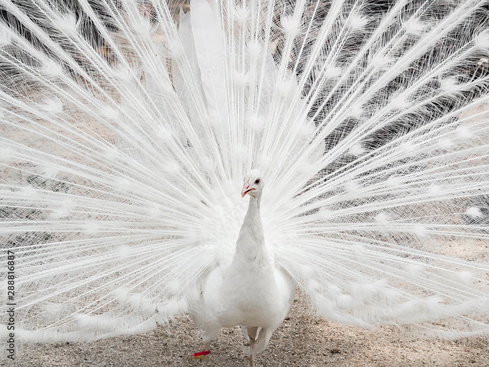Obraz premium Beautiful white peacock with loose tail in natural environment. Albino peacock.