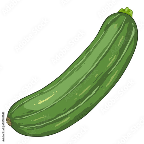 Vector Cartoon Dark Green Zucchini