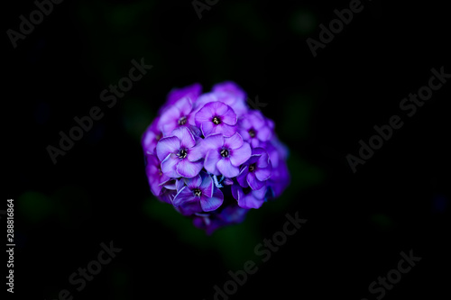 Fototapeta Naklejka Na Ścianę i Meble -  Purple flower on black background