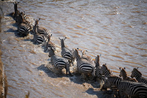 The Great Migration. Wildebeest and Zebra crossing the Mara River Masai Mara  Kenya.