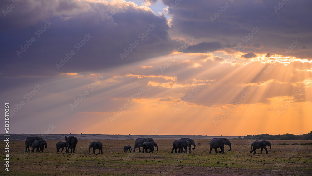 Herd of African Elephants at sunset Masai Mara ,Kenya.