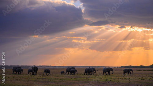 Herd of African Elephants at sunset Masai Mara  Kenya.