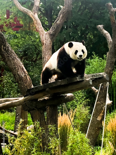 Very beautiful and cute panda bear walking in nature