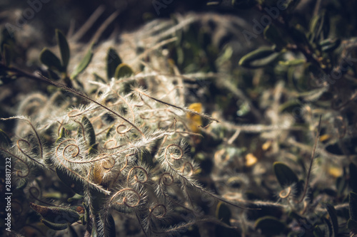 close up of feathery plants