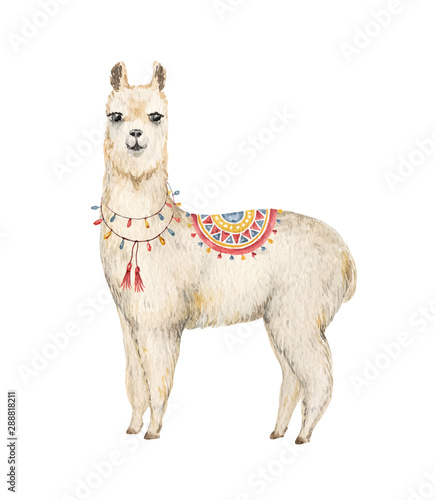 Watercolor hand drawn vector card Llama or alpaca.