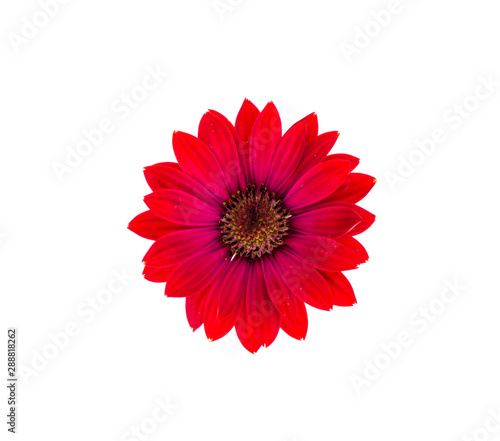 Red garden flower on white background. Photo