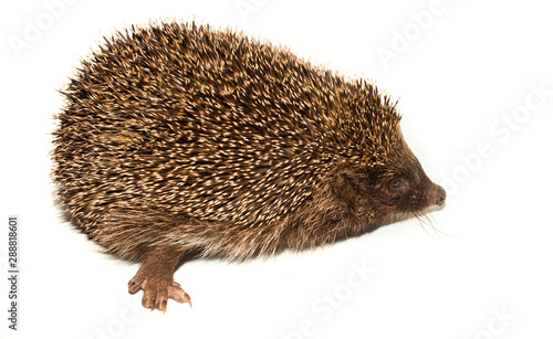 hedgehog animal with spikes isolated on white background
