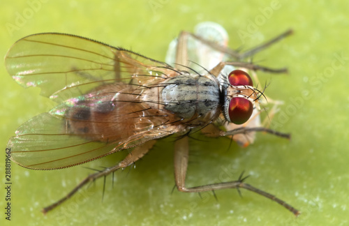 Macro Photo of Housefly with Prey on Green Leaf
