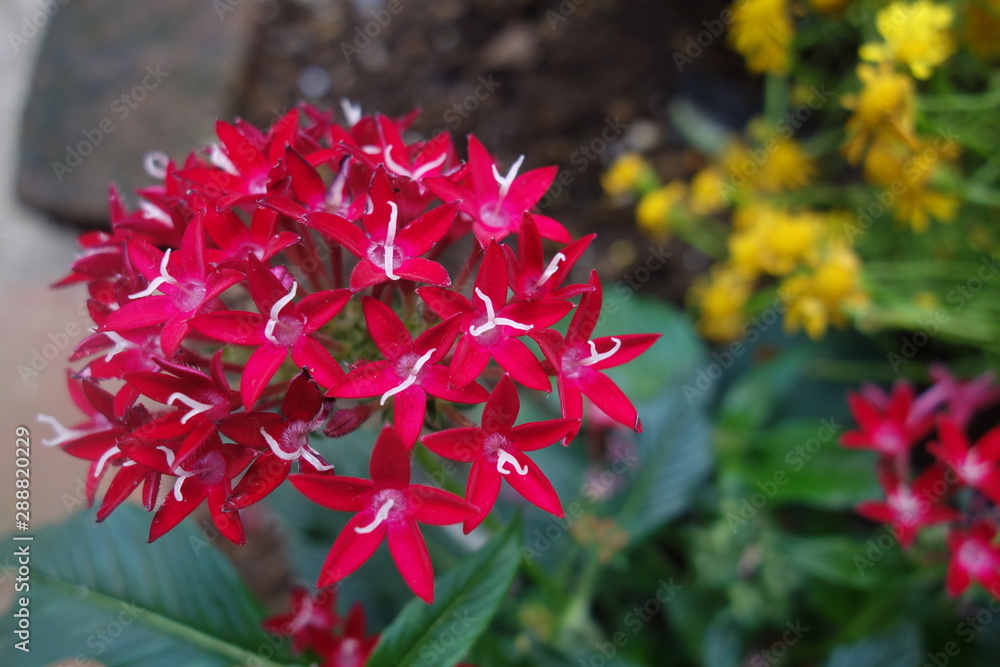 赤いペンタスの花 赤いペンタスの花