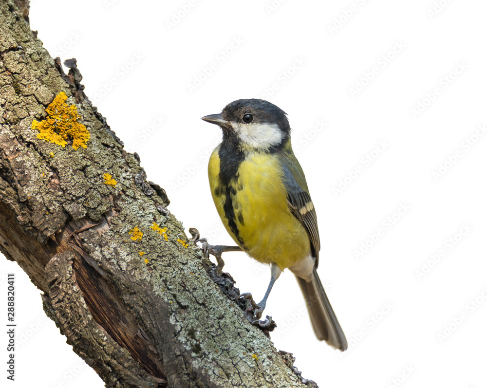 Naklejka premium Single great tit sitting on tree branch