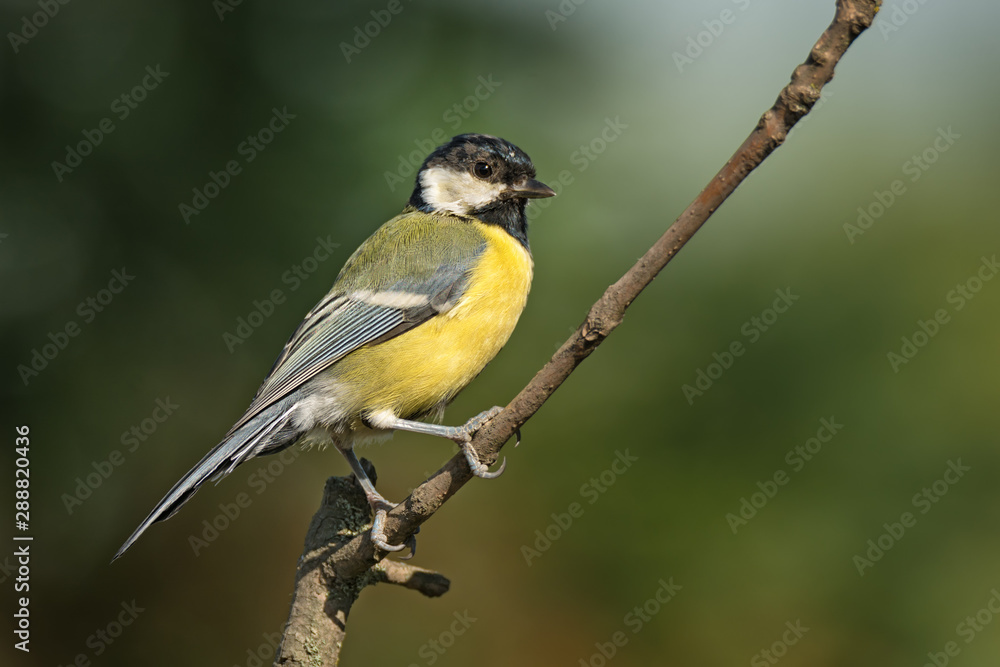 Single great tit sitting on tree twig Single great tit sitting on tree twig