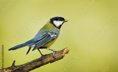 Foto Single great tit sitting on tree branch