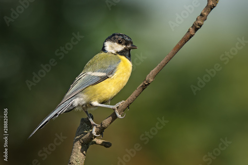 Single great tit sitting on tree twig