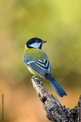 Single great tit sitting on tree branch