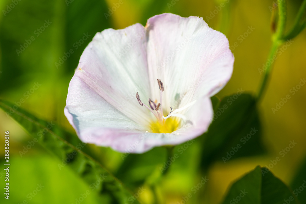 morning glory white flowers growing on summer meadow at sunny day 