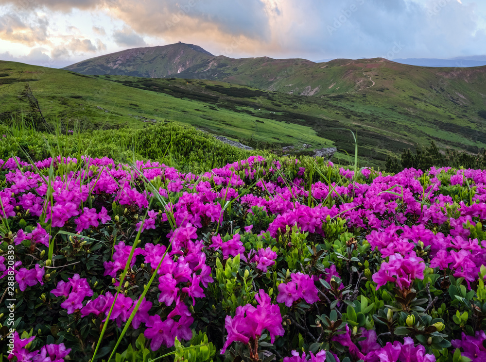 Rhododendron flowers on sunset summer misty mountain top. Carpathian, Ukraine.