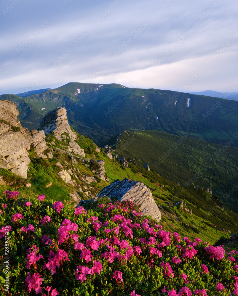 Pink rose rhododendron flowers on morning summer mountain slope.