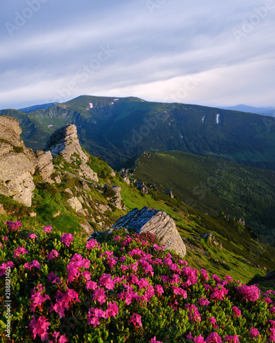 Pink rose rhododendron flowers on morning summer mountain slope.