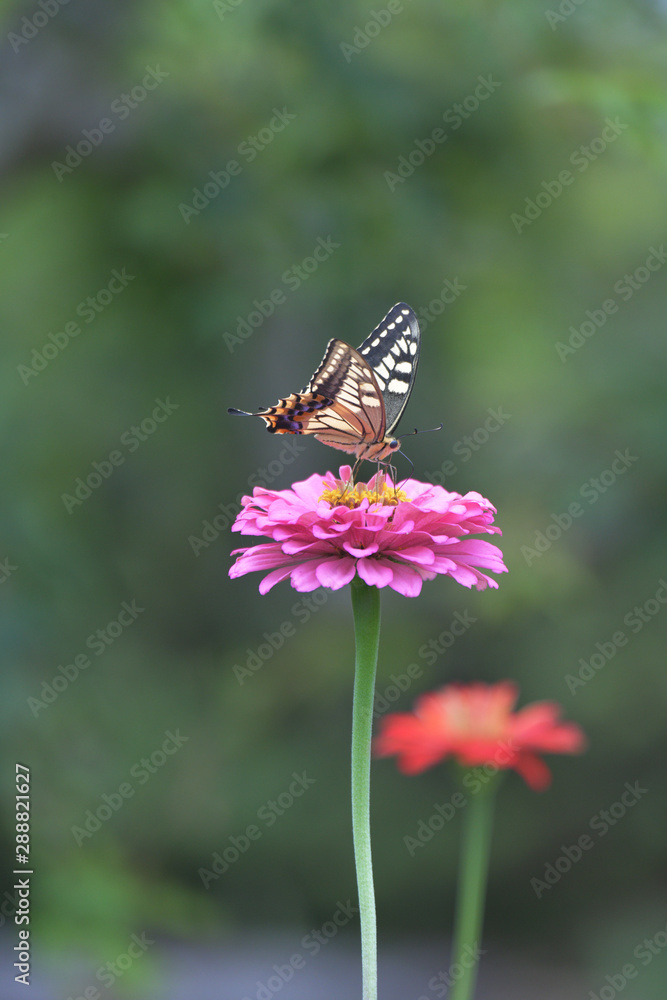 アゲハ蝶とジニアの花