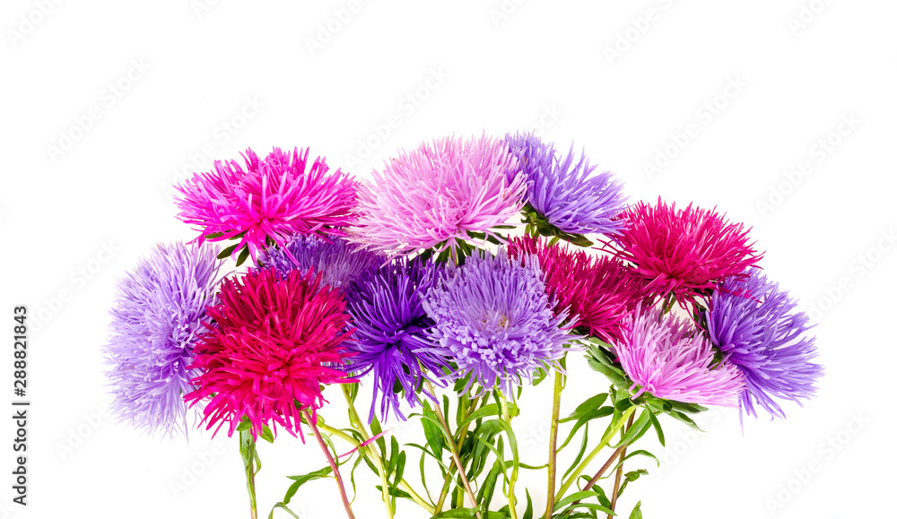 Beautiful violet and pink garden asters flowers bunch isolated on white background closeup