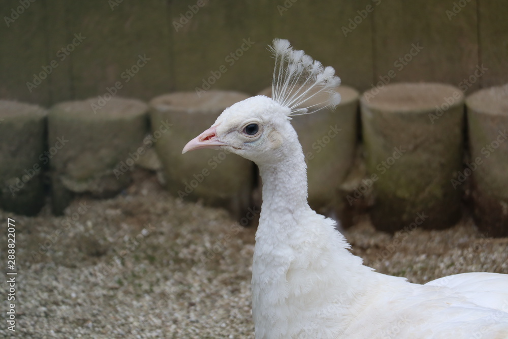 portrait of a goose portrait of a goose