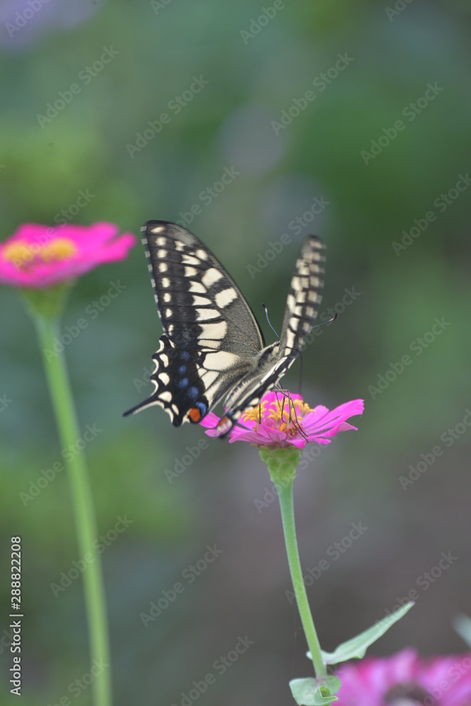 Fototapeta premium アゲハ蝶とジニアの花