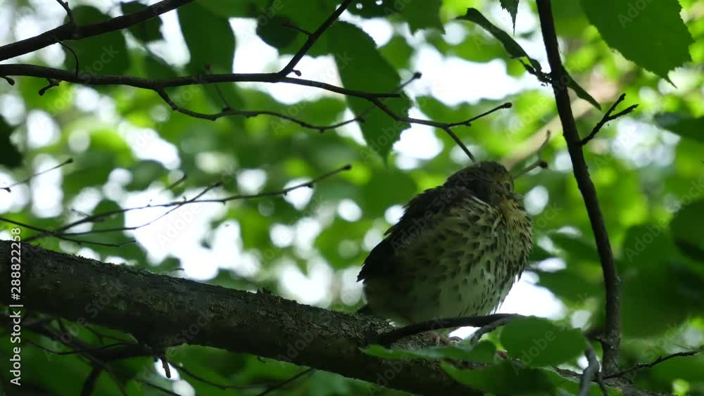 Baby bird of a thrush on a branch. Baby bird of a thrush on a branch.