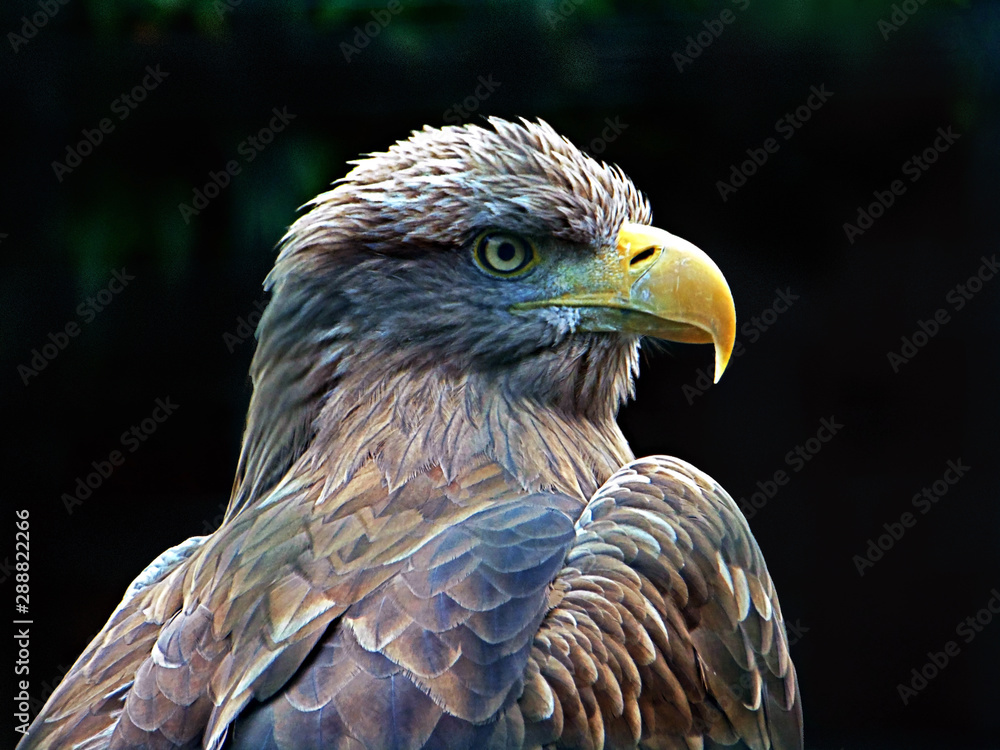 Fototapeta premium golden eagle portrait