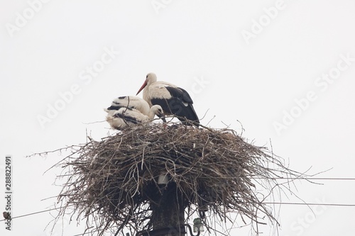 stork in nest