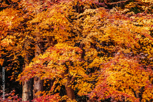 Beautiful vibrant colourful maple leaves in autumn - Yamagata, Japan
