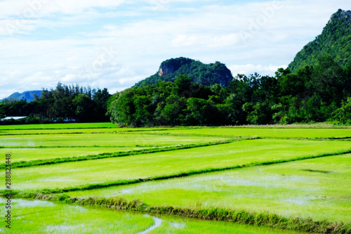 A rice field on mountain background