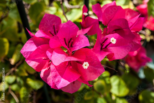 bougainvillea pink flower nature © 24 day