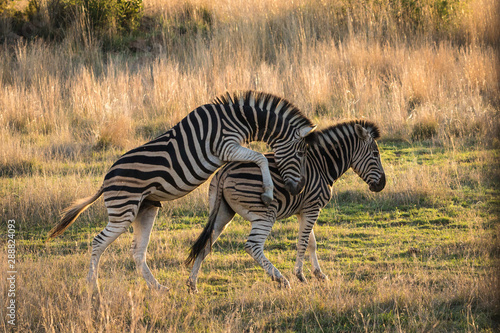 Big zebra stallion trying to mate with female © Stephan