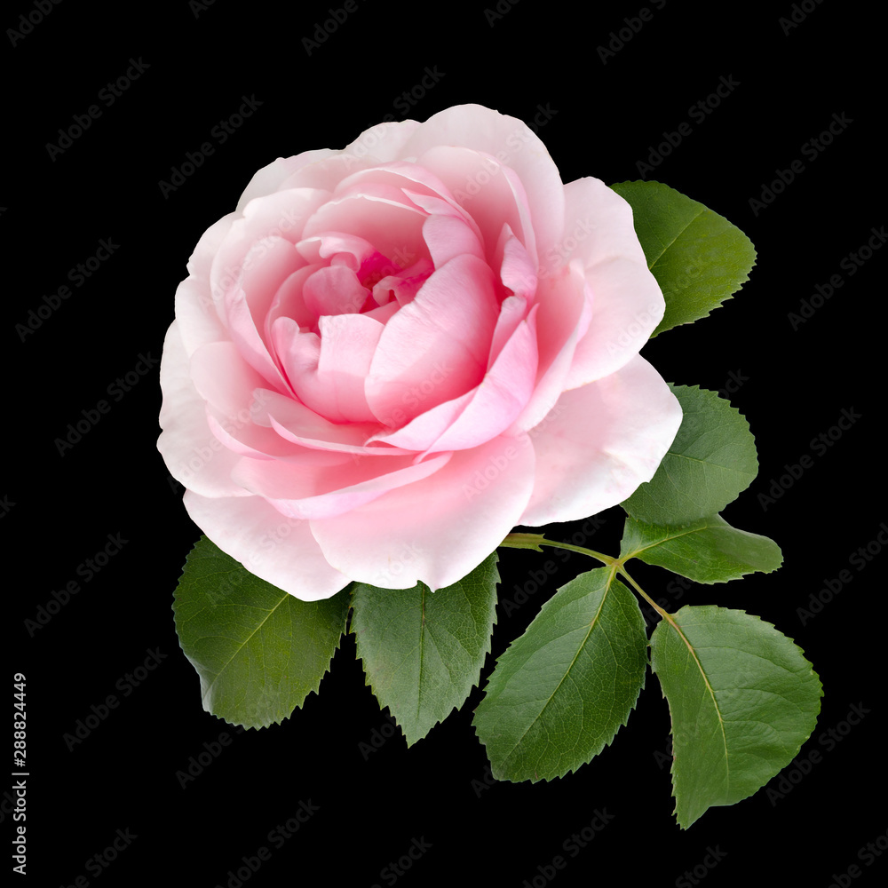 beautiful pink rose with green leaves - obrazy, fototapety, plakaty 