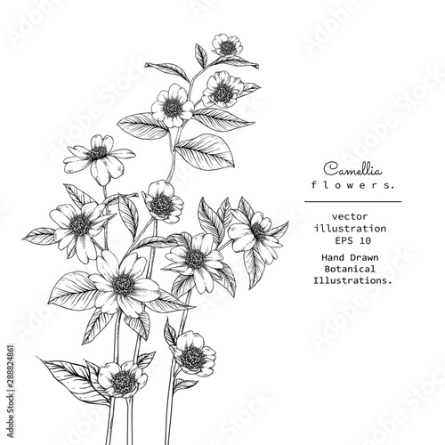 Sketch Floral Botany Collection. Camellia flower drawings. Black and white with line art on white backgrounds. Hand Drawn Botanical Illustrations. 