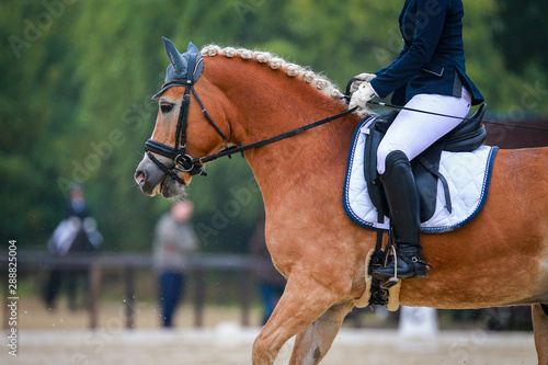 Horse dressage (dressage horse) in the rain on a dressage competition in a test with rider.. © RD-Fotografie